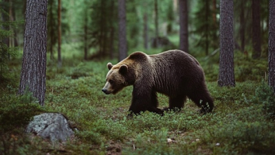 В Беларуси впервые стартует охота на бурого медведя