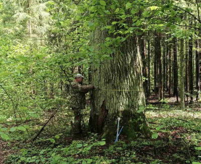 В Глушанском лесничестве обнаружены дубы с вековой историей