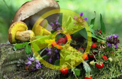 Дары леса и радионуклиды. Эпидемиологи рассказывают, что надо знать при сборе грибов и ягод