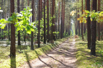 В Бобруйском лесхозе снято ограничение на посещение леса
