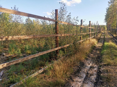 КАК ЛЕСОВОДЫ СПАСАЮТ ЛЕСНЫЕ ПОСАДКИ? И ДЛЯ ЧЕГО